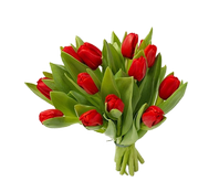 Букет из 13 тюльпанов, Bouquet of 13 tulips