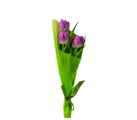Букет из 3 тюльпанов, Bouquet of 3 tulips
