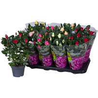 Roses in pots