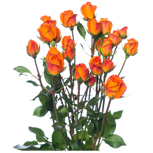Кустовая роза Абеба (Ababa)