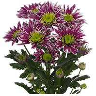 Chrysanthemum Bush