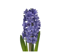 Hyacinthus orientalis 'Lili Purple'