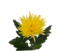 Chrysanthemum single