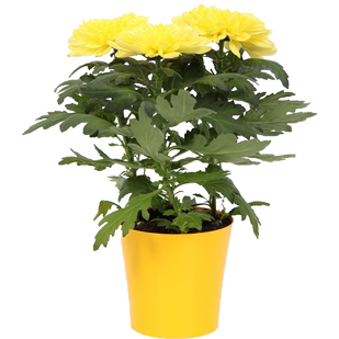 Хризантема в горшке жёлтая