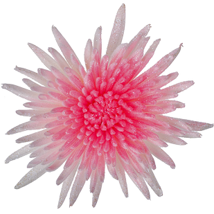 Хризантема Анастасия (Marshmallow pink)