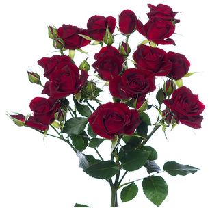 Кустовая роза Рубикон (Rubicon)