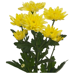 Хризантема Ибис жёлтый