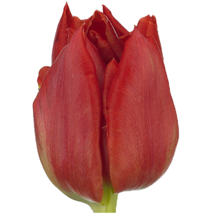 Тюльпан бордовый